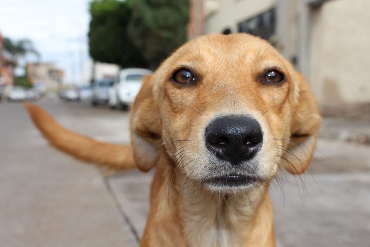 As raças mais caras de cachorro no Brasil - TOP 10