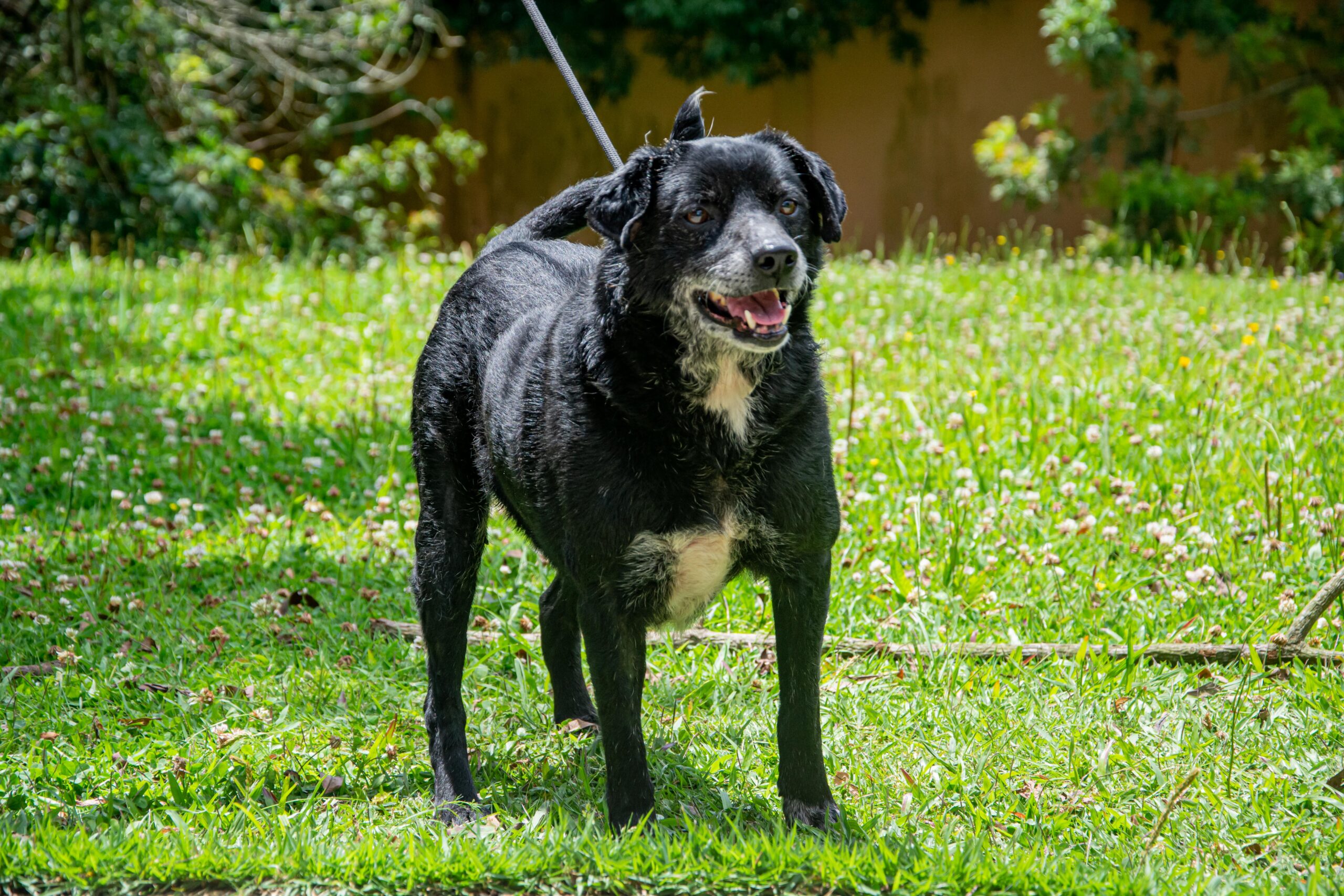 Doação de Cachorros e Gatos, Achados e Perdidos em Curitiba